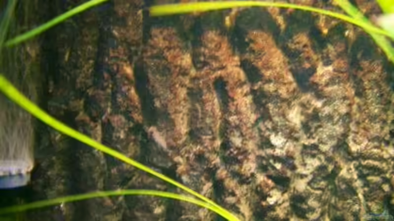 Dekoration im Aquarium Becken 218 von Michael Knorr (5)