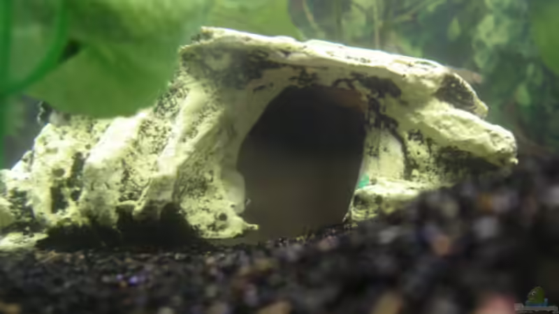 Dekoration im Aquarium Becken 2182 von Daniela Echter (5)