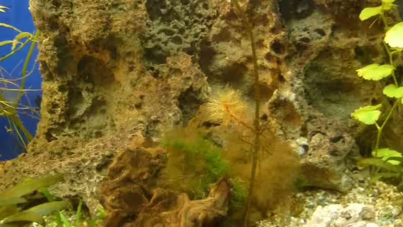 Dekoration im Aquarium Becken 21841 von TheHippo (7)