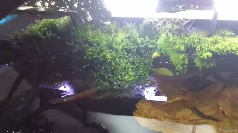 Dekoration im Aquarium Becken 21944 von Markus Pirklbauer (3)