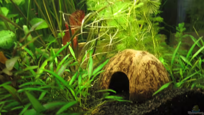 Dekoration im Aquarium Becken 21964 von Mieze2010 (11)