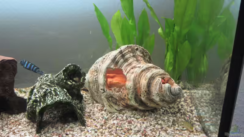 Dekoration im Aquarium Becken 21999 von Wörner32 (4)