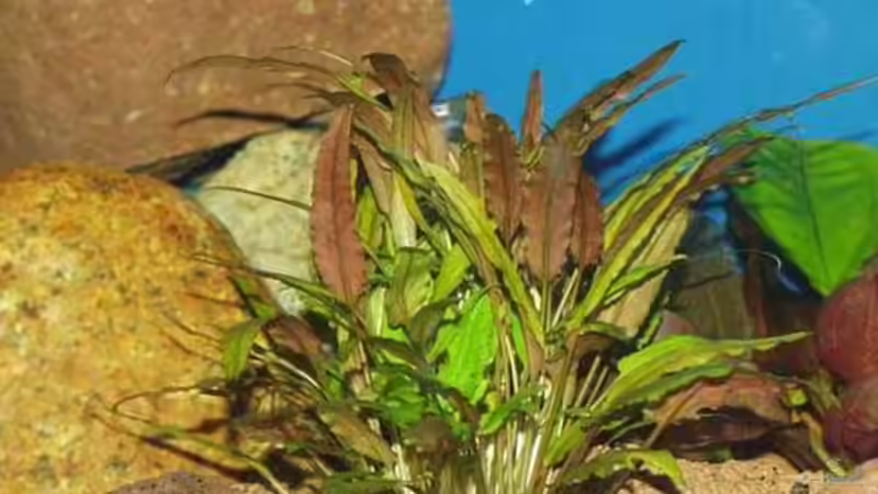 Dekoration im Aquarium Becken 22 von Mareike Marten (2)