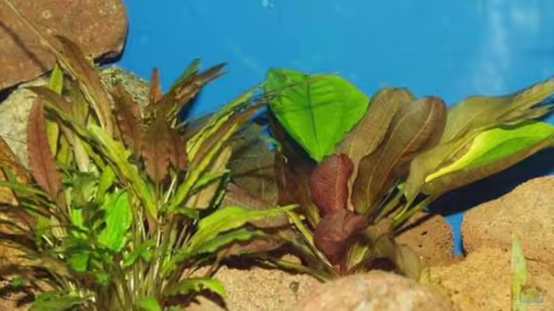 Dekoration im Aquarium Becken 22 von Mareike Marten (3)