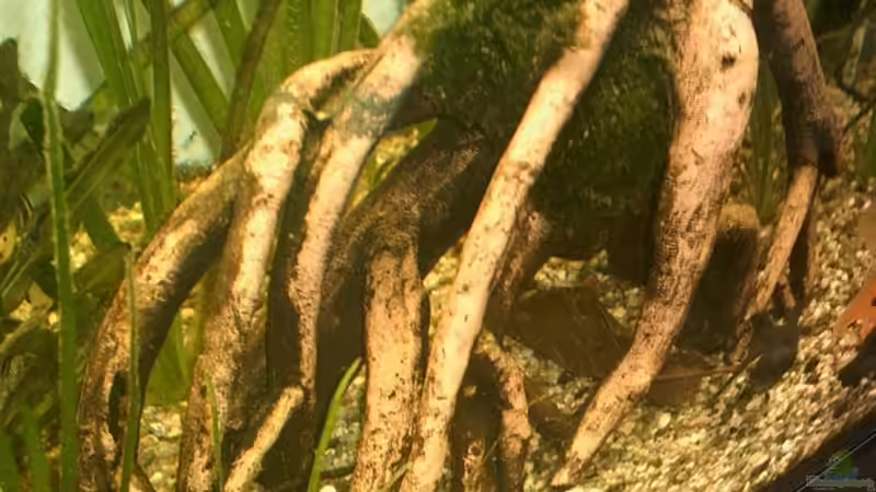 Dekoration im Aquarium Becken 2208 von Ronald Boshold (7)