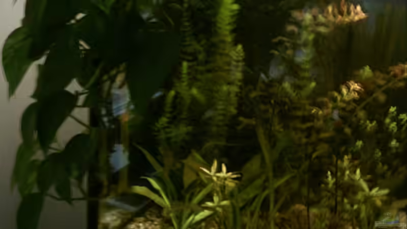 Dekoration im Aquarium Becken 2208 von Ronald Boshold (8)