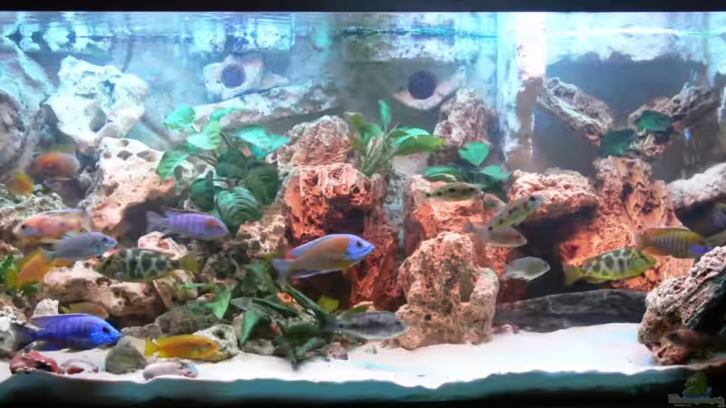 Dekoration im Aquarium Becken 2211 von Christian Klar (26)
