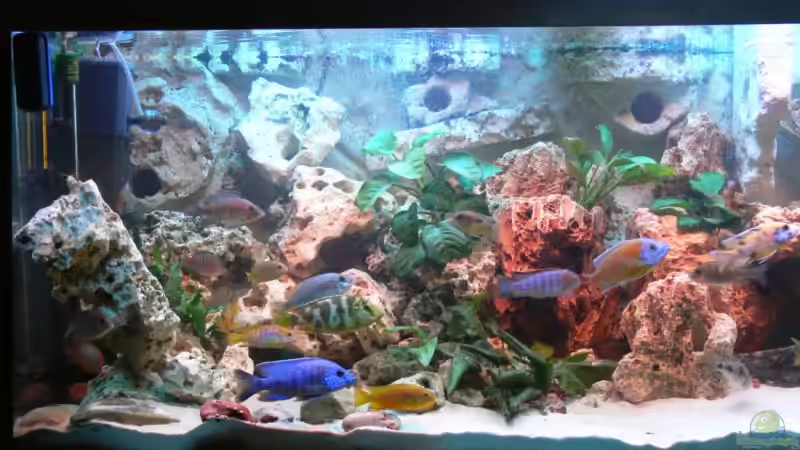 Dekoration im Aquarium Becken 2211 von Christian Klar (26)