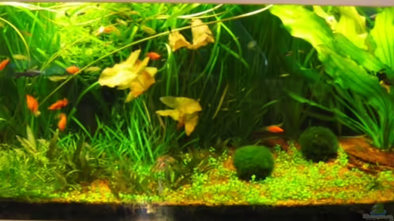 Dekoration im Aquarium Becken 2211 von Christian Klar (29)