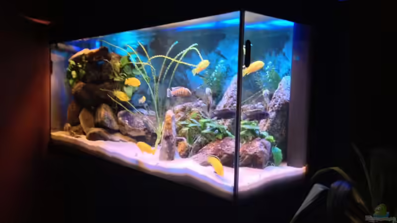 Dekoration im Aquarium Becken 22123 von chanty (6)