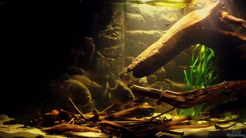 Dekoration im Aquarium Becken 22157 von Pülschi 87 (30)