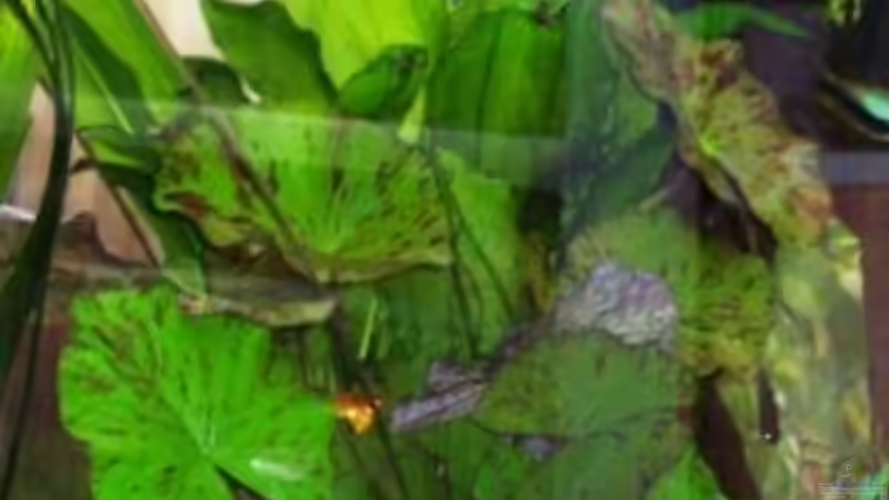 Dekoration im Aquarium Becken 2220 von Wolfgang Sommer (10)