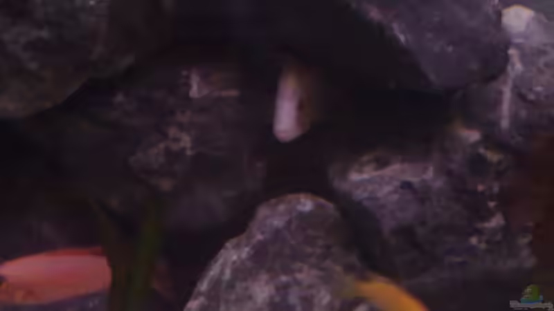 Dekoration im Aquarium Becken 22286 von Antonio Di Simone (9)