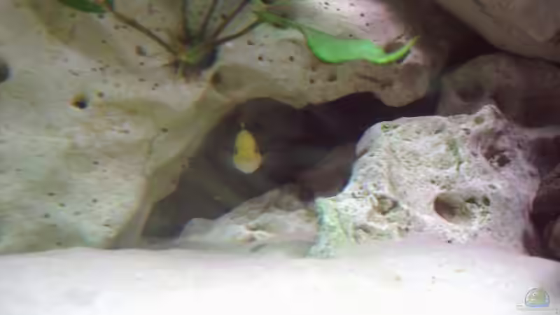 Dekoration im Aquarium Becken 2238 von Melli Hahn (6)