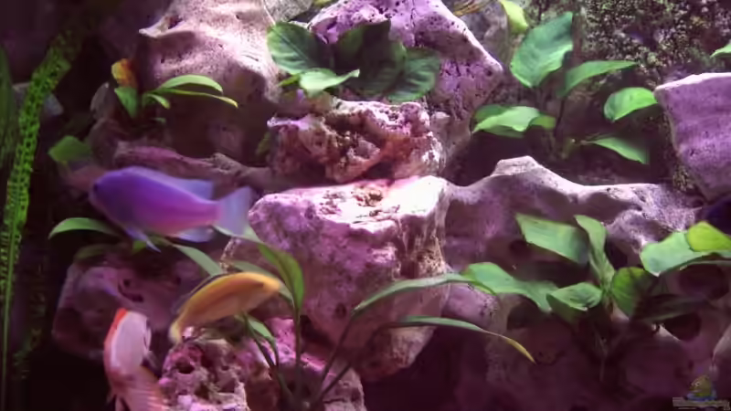 Dekoration im Aquarium Becken 2238 von Melli Hahn (7)