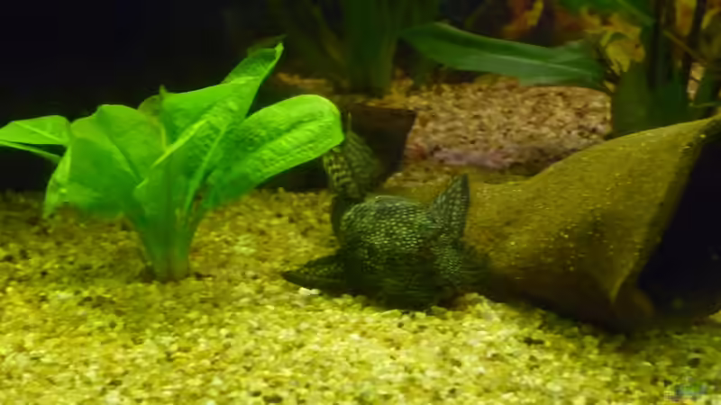 Dekoration im Aquarium Becken 22387 von Lars Gumpricht (22)