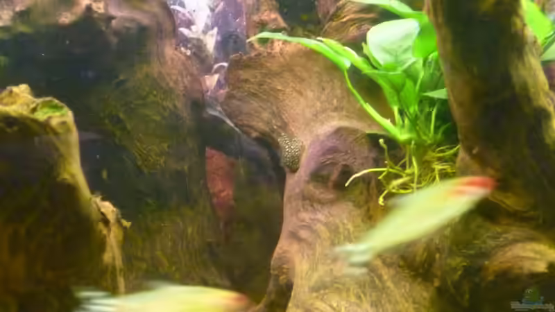 Dekoration im Aquarium Becken 22387 von Lars Gumpricht (25)