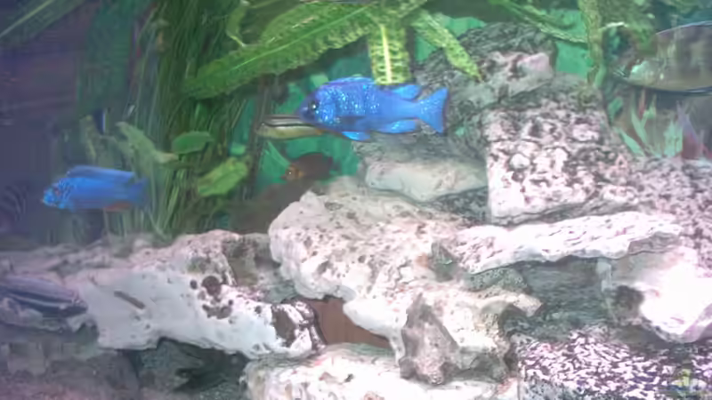 Dekoration im Aquarium Becken 224 von Michael Blum (2)