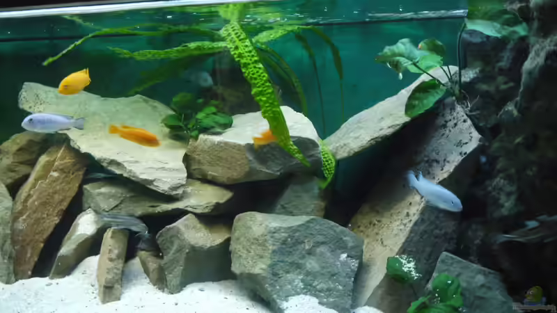 Dekoration im Aquarium Becken 22405 von ehemaliger User (15)