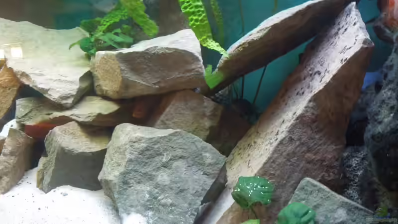 Dekoration im Aquarium Becken 22405 von ehemaliger User (17)