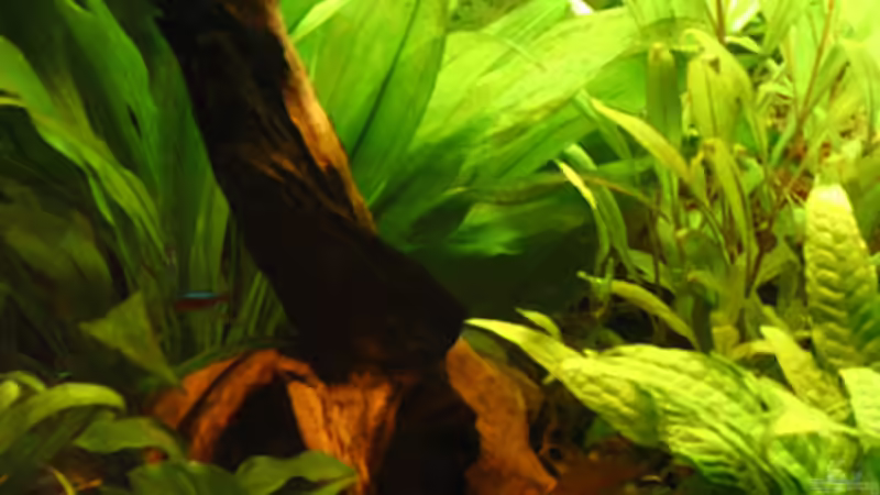 Dekoration im Aquarium Becken 2248 von Katrin Reuther (3)