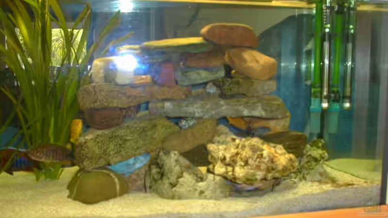 Dekoration im Aquarium Becken 225 von Andreas Sachisthal (3)