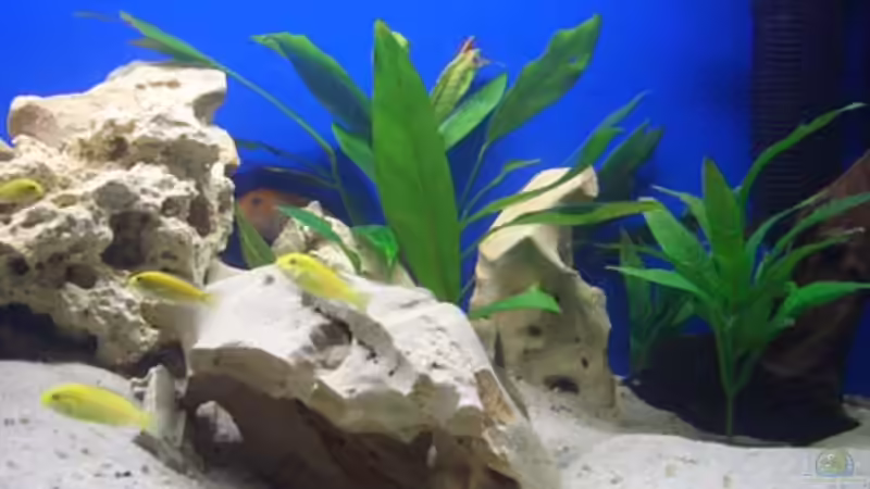 Dekoration im Aquarium Becken 2250 von Michael Kirchhoff (4)