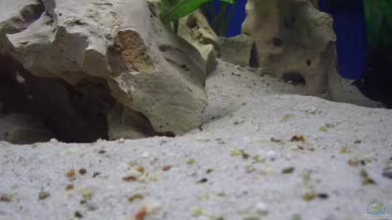 Dekoration im Aquarium Becken 2250 von Michael Kirchhoff (5)