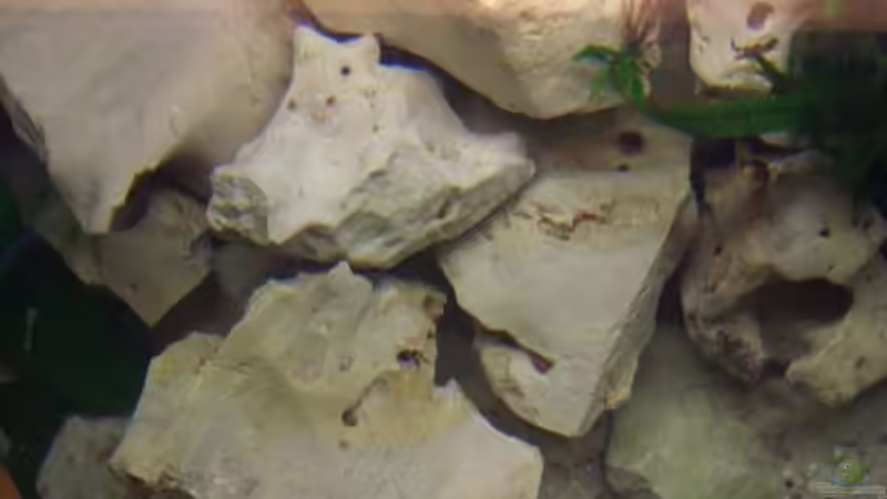 Dekoration im Aquarium Becken 2250 von Michael Kirchhoff (6)