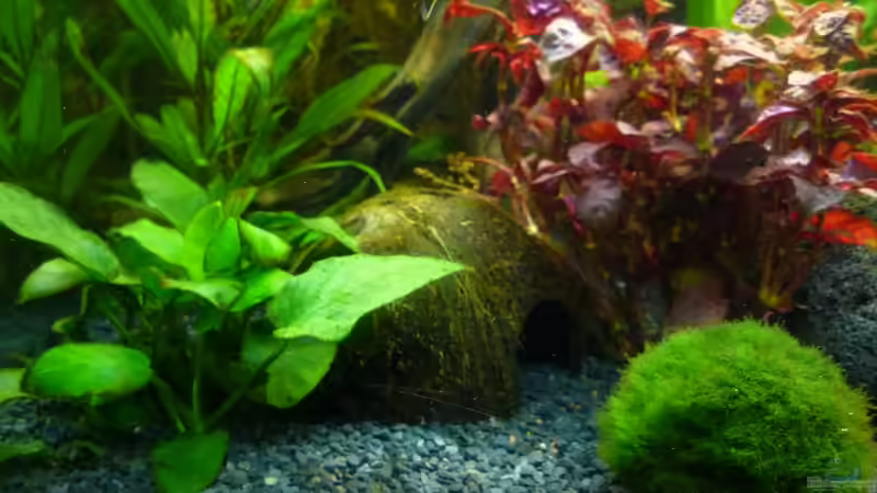 Dekoration im Aquarium Becken 22527 von Björn Heuer (8)