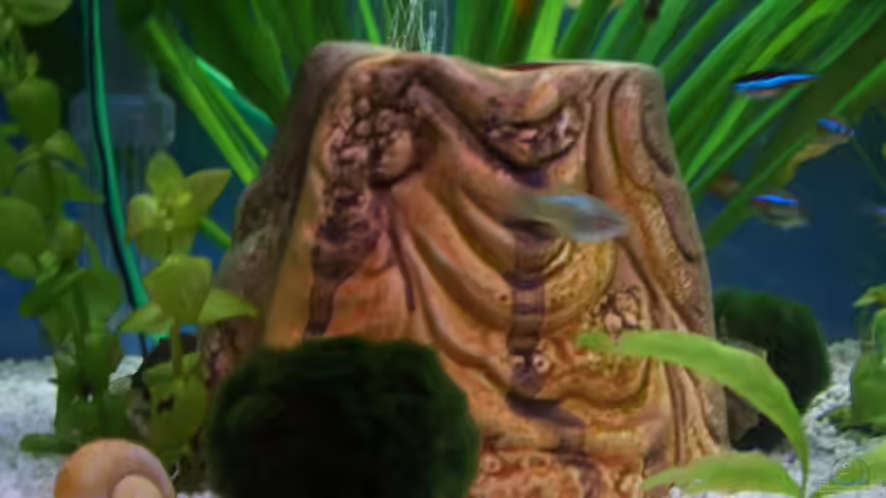 Dekoration im Aquarium Becken 2263 von Thanh Hoa Nguyen (4)