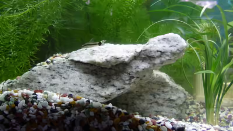 Dekoration im Aquarium Becken 2268 von Julia Kerz (3)