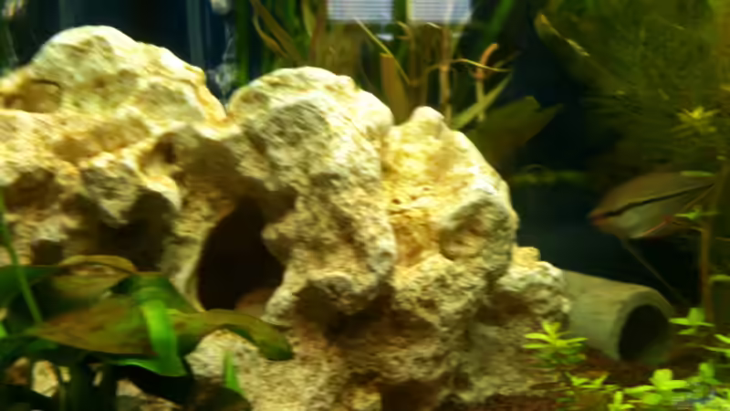 Dekoration im Aquarium Becken 22703 von seegeist (8)