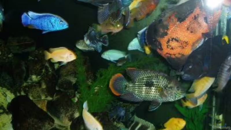 Dekoration im Aquarium Becken 22860 (nur noch als Beispiel) von MADNESS1.0 (14)