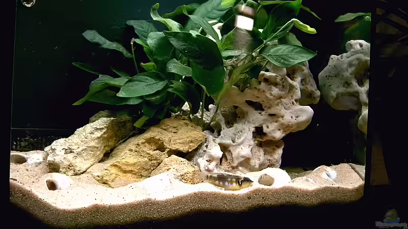 Dekoration im Aquarium Becken 2311 von WD (4)