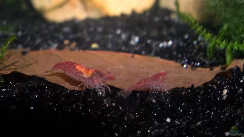 Dekoration im Aquarium Becken 2312 von Tanja Schmidt (3)