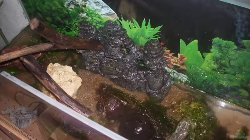 Dekoration im Aquarium Becken 23166 von Dal3838 (6)