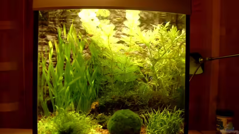 Dekoration im Aquarium Becken 2319 von Jerome Homann (11)