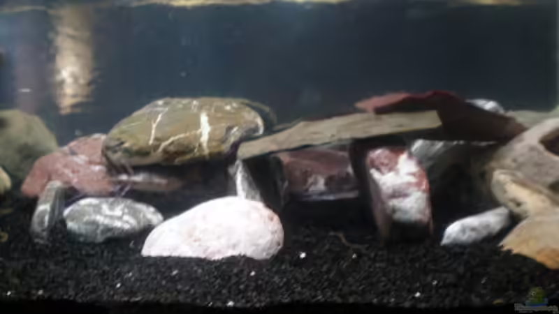 Dekoration im Aquarium Becken 23266 von malawi trichter (2)