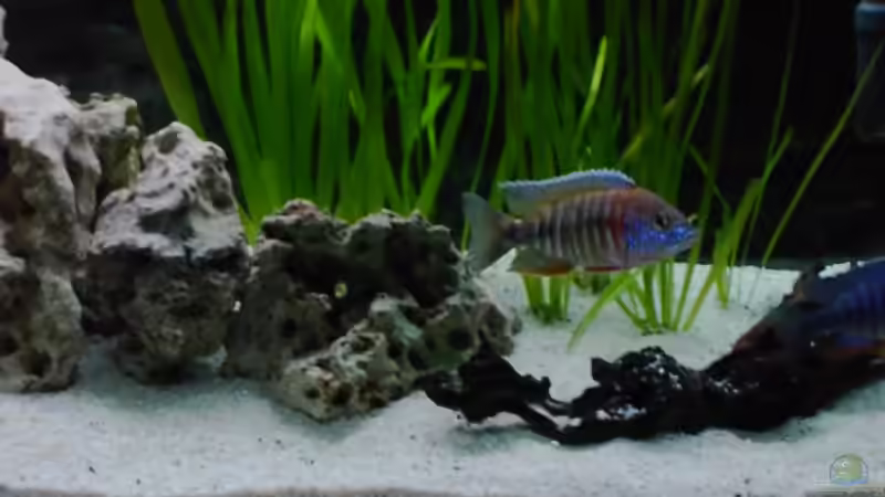 Dekoration im Aquarium Becken 233 von Andre Hofsäss (6)