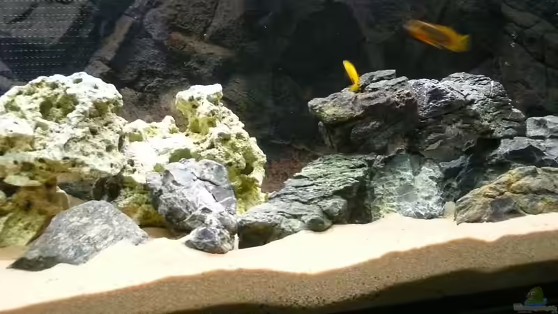 Dekoration im Aquarium Becken 23319 von janosch (4)