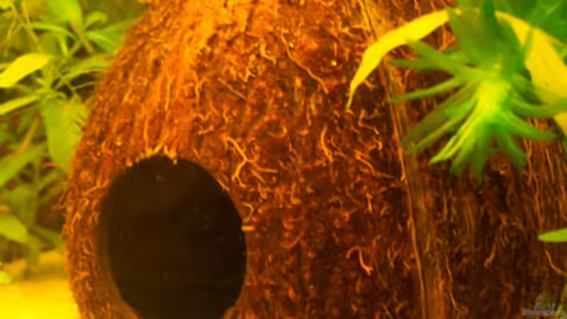 Dekoration im Aquarium Becken 2338 von Natalie de Vries (18)