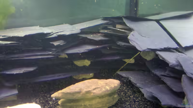 Dekoration im Aquarium Becken 23481 von Exoskelett-Fan (5)