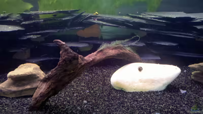 Dekoration im Aquarium Becken 23481 von Exoskelett-Fan (6)