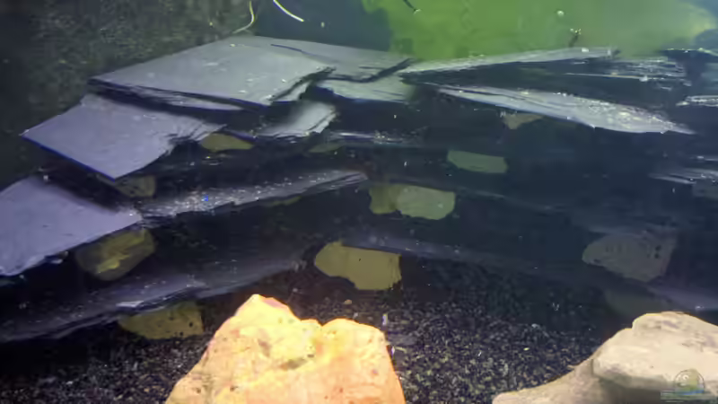 Dekoration im Aquarium Becken 23481 von Exoskelett-Fan (7)