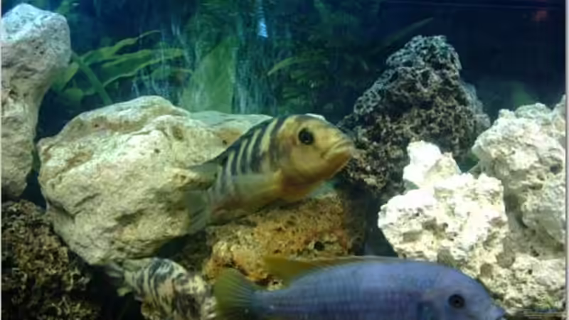 Dekoration im Aquarium Becken 2350 von Wouter Van Renterghem (5)