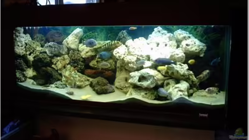 Dekoration im Aquarium Becken 2350 von Wouter Van Renterghem (7)