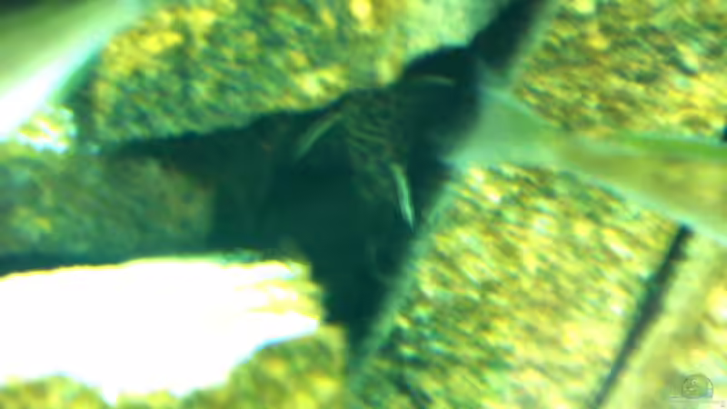 Dekoration im Aquarium Becken 23529 von Jedy (12)