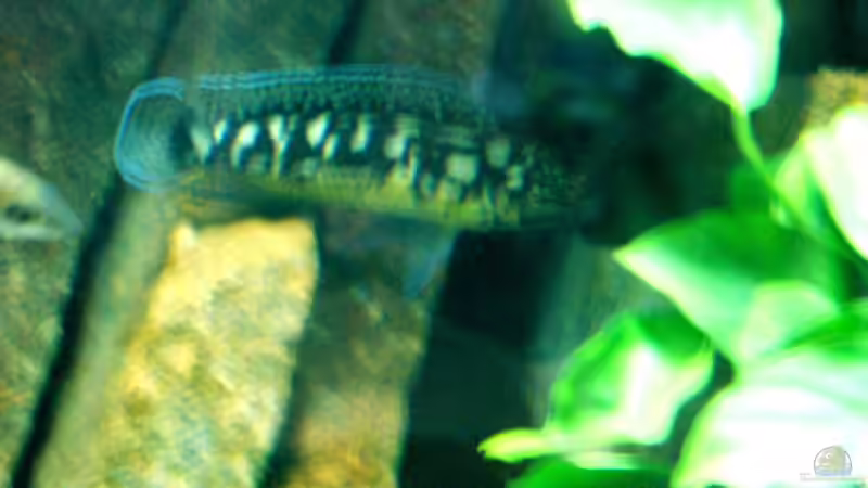 Dekoration im Aquarium Becken 23529 von Jedy (13)