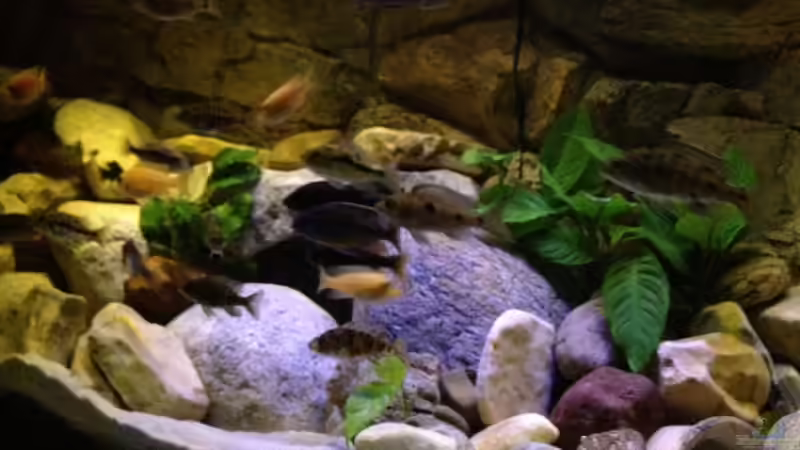 Dekoration im Aquarium Becken 23671 von Alexander Leixner (9)